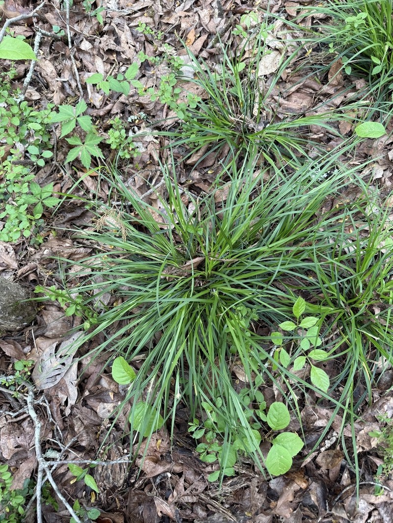 Acid-Loving Sedge