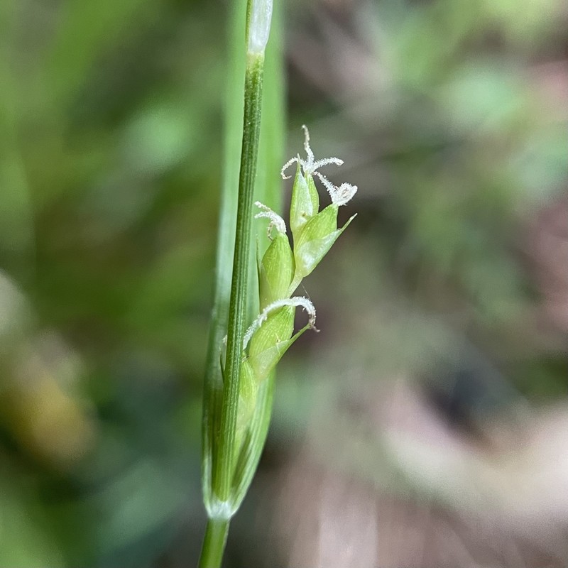 Acid-Loving Sedge photo 2