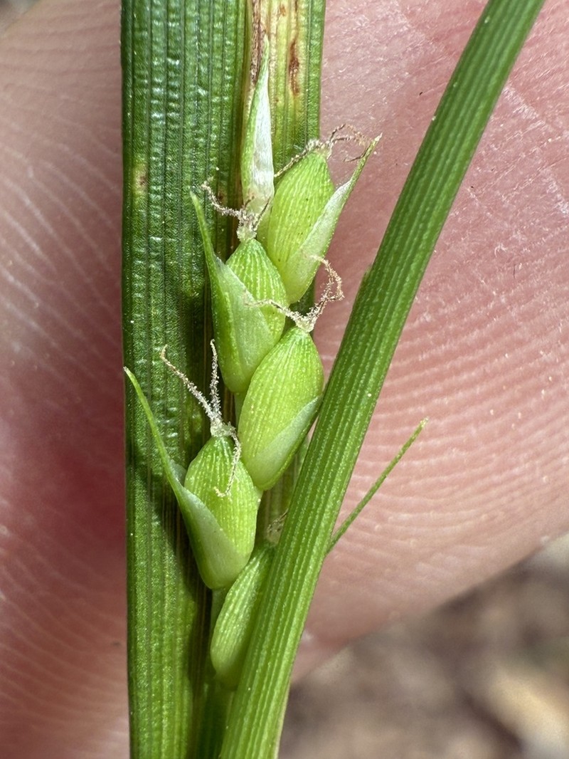 Acid-Loving Sedge photo 3
