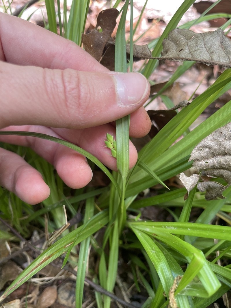 Acid-Loving Sedge photo 4