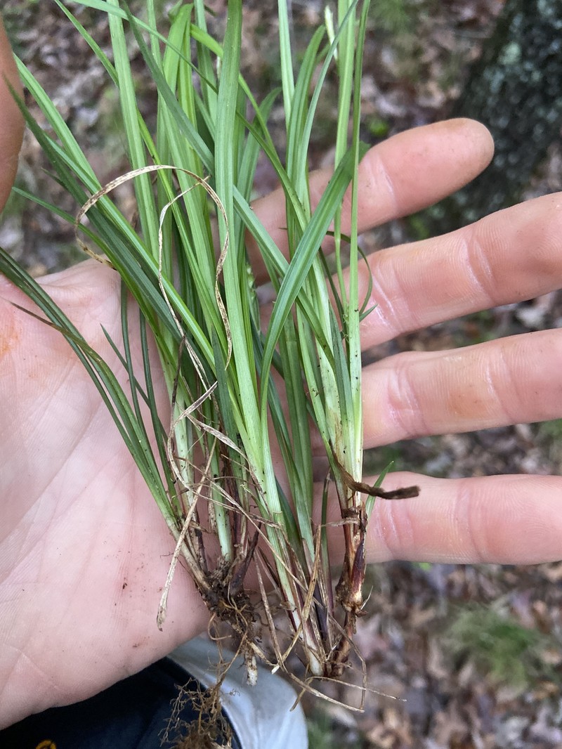 Acid-Loving Sedge photo 6