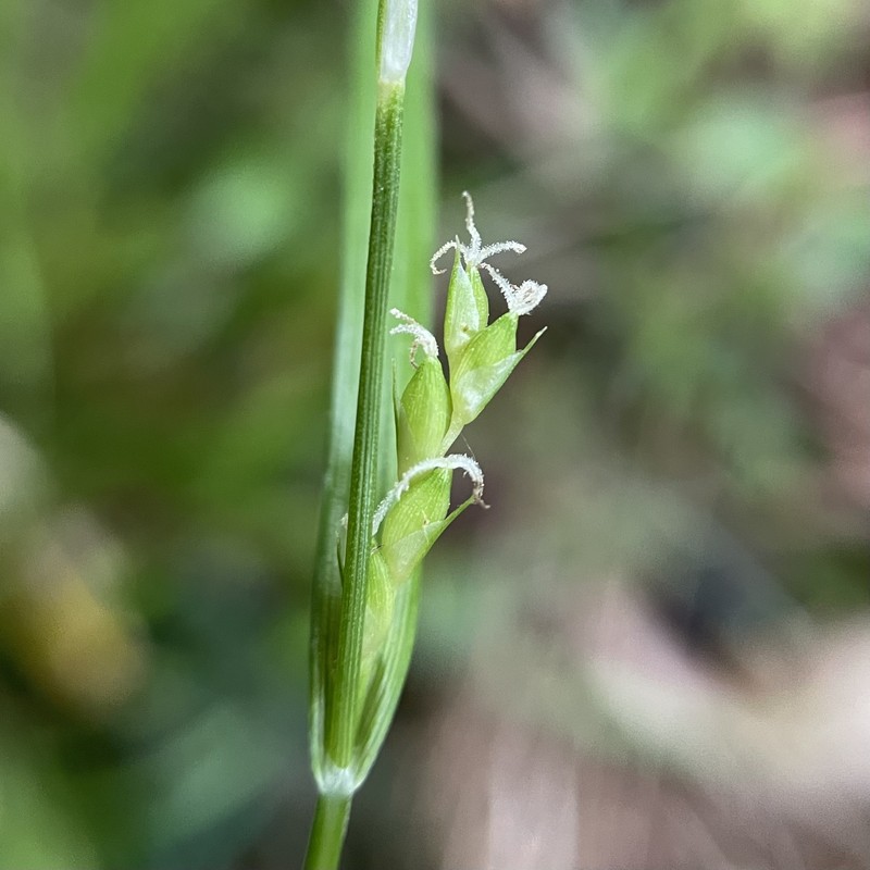 Acid-Loving Sedge photo 7