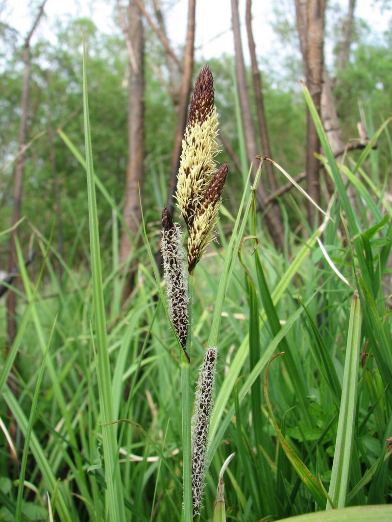 Lesser Pond Sedge