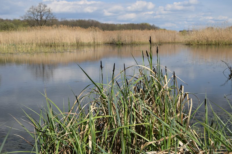 Lesser Pond Sedge photo 2