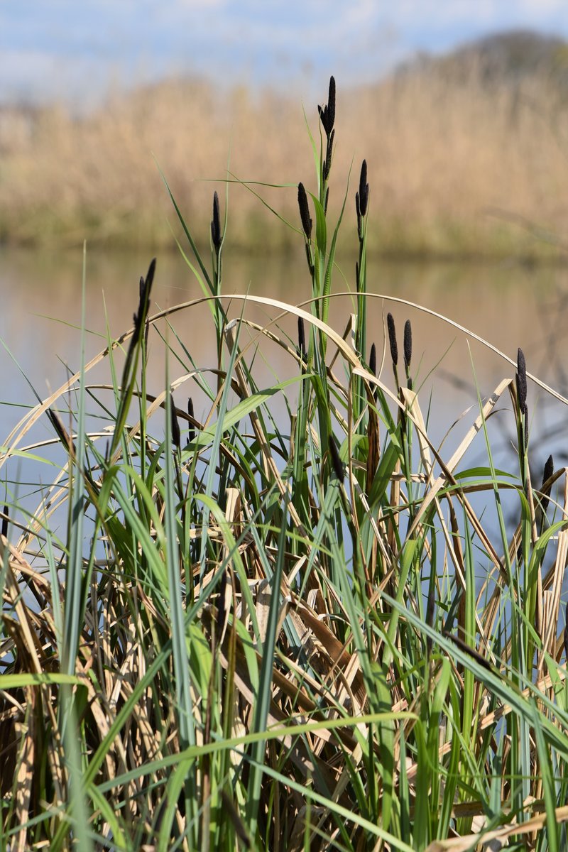 Lesser Pond Sedge photo 3