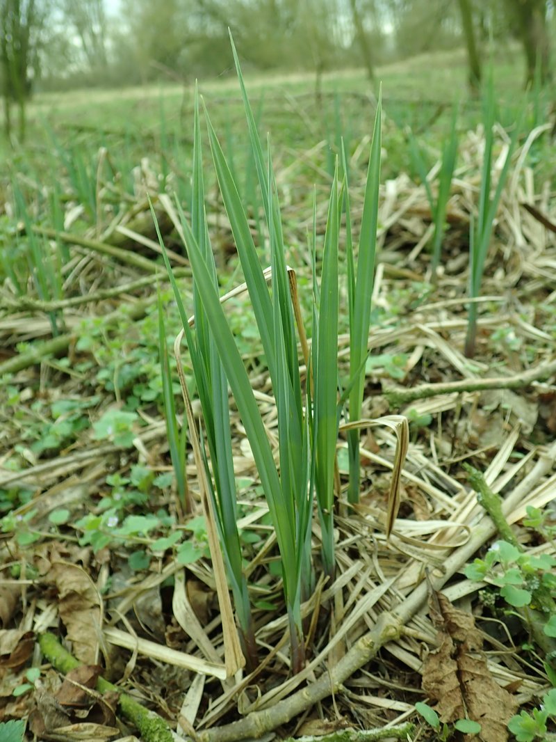 Lesser Pond Sedge photo 5