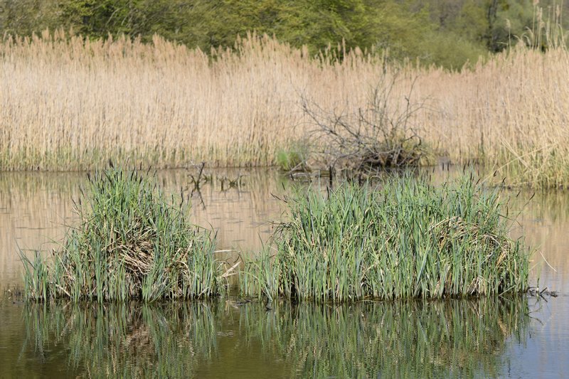Lesser Pond Sedge photo 6