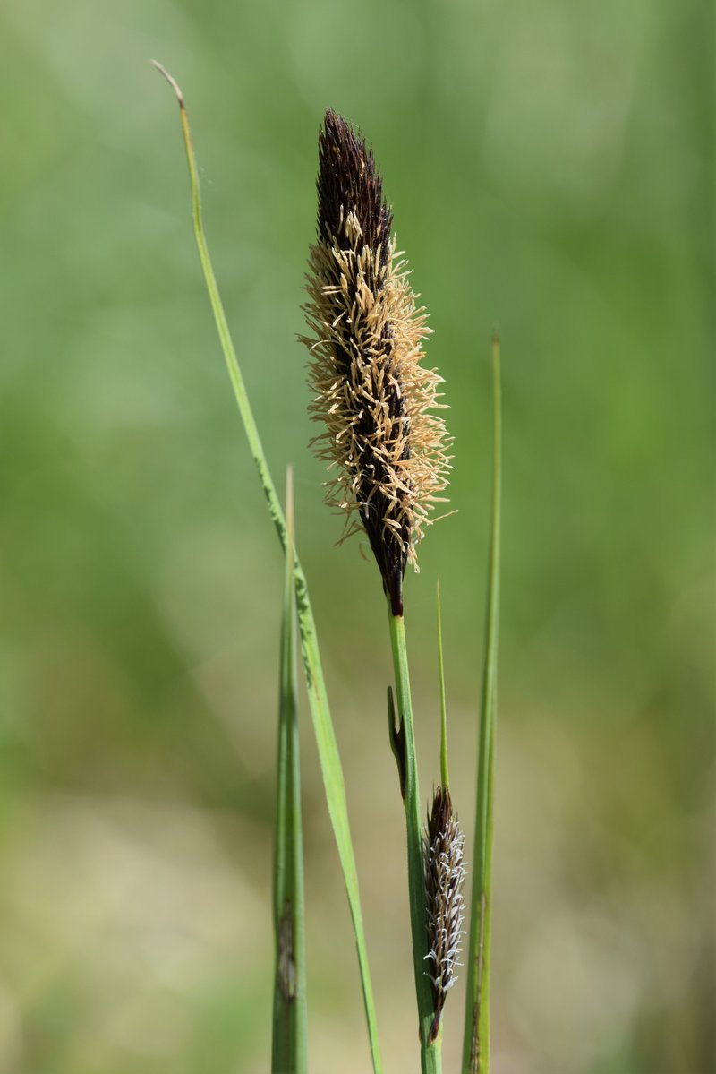 Lesser Pond Sedge photo 7
