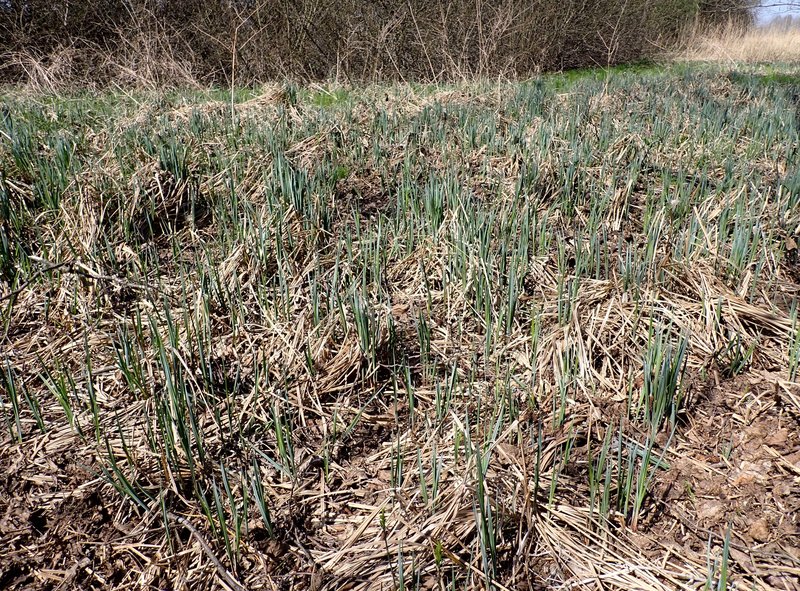 Lesser Pond Sedge photo 8