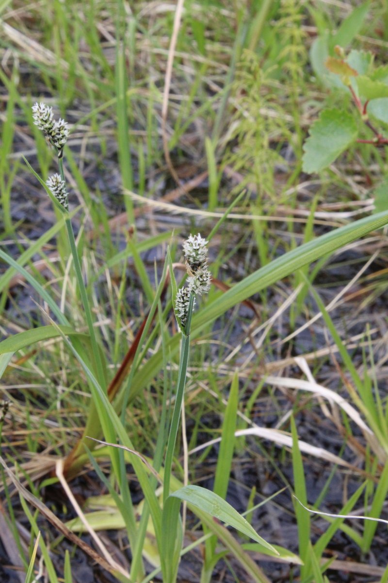 Circumpolar Sedge