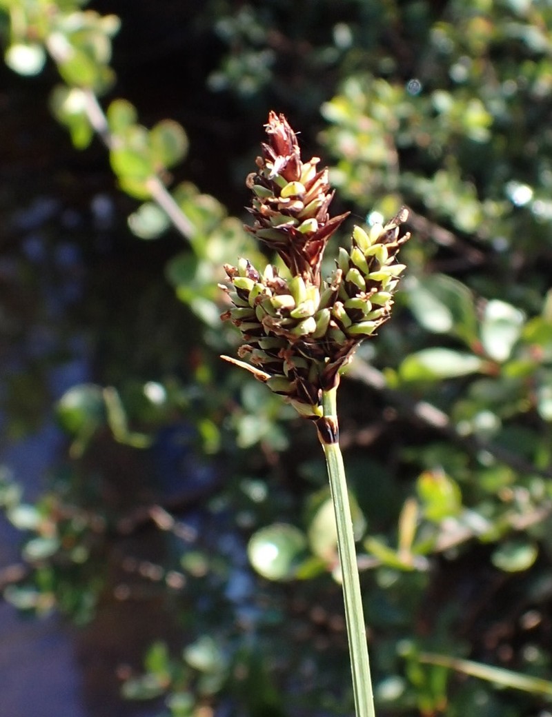 Circumpolar Sedge photo 2