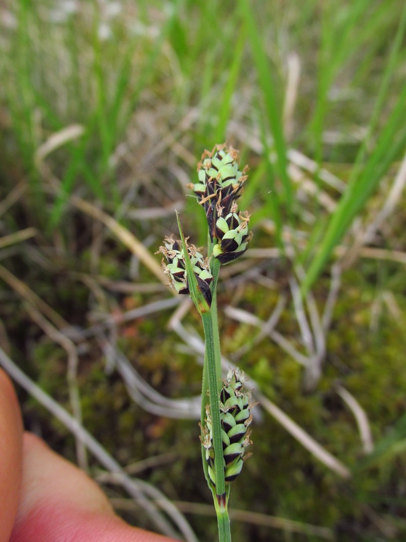 Circumpolar Sedge photo 3