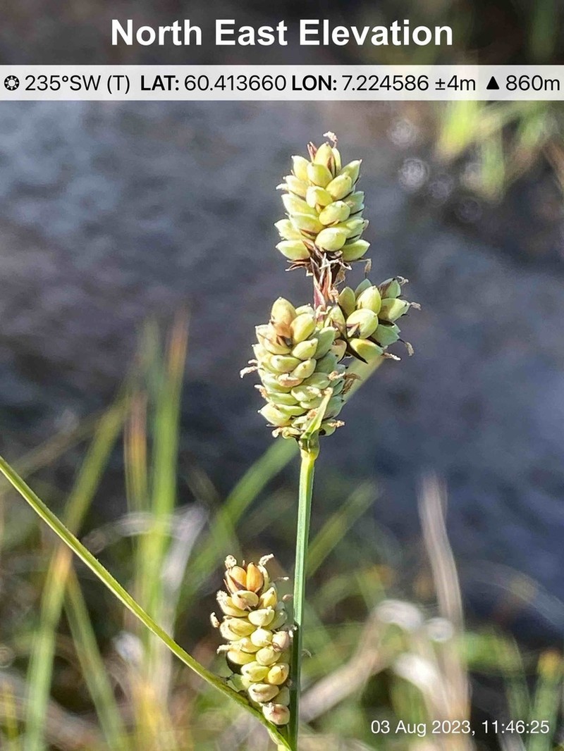 Circumpolar Sedge photo 4