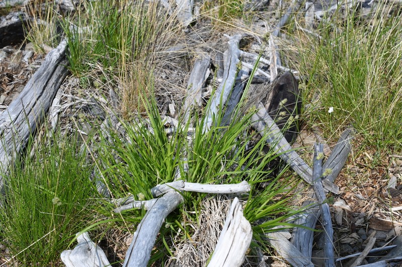 Circumpolar Sedge photo 5