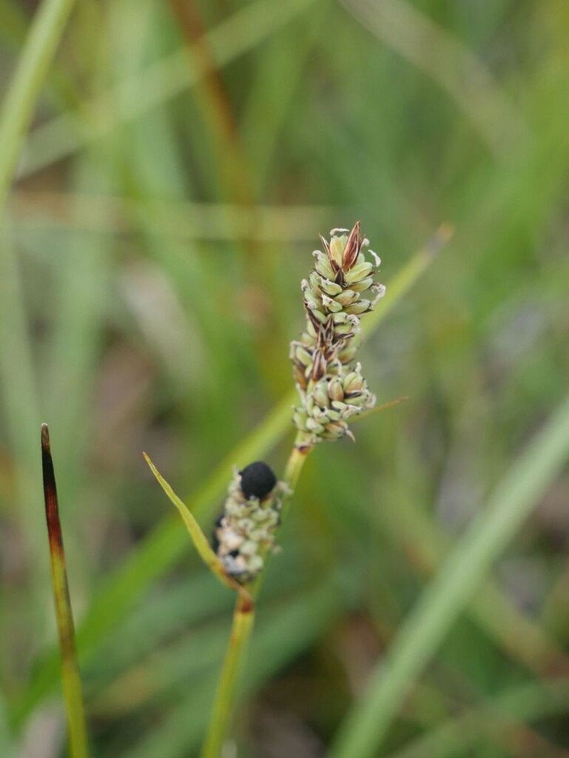 Circumpolar Sedge photo 6