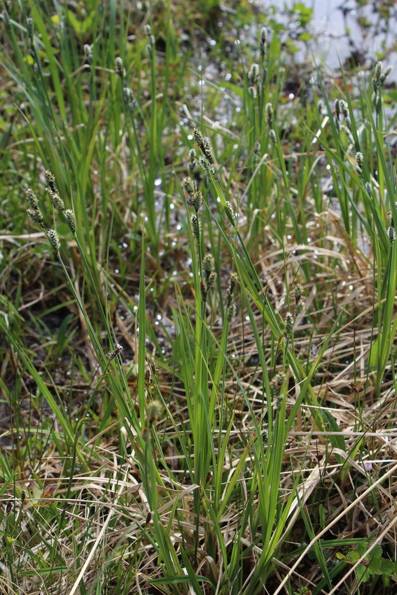 Circumpolar Sedge photo 7