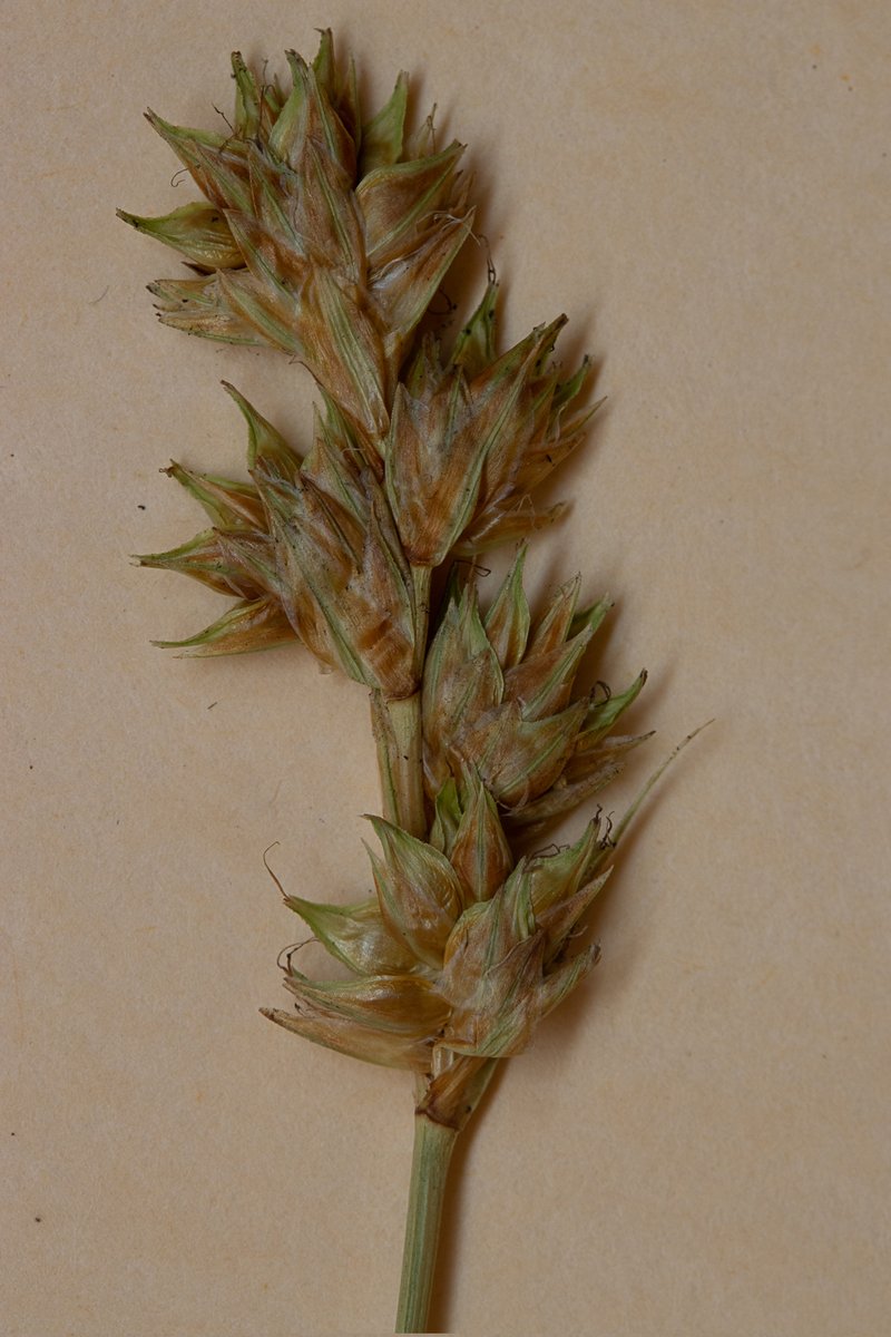 Lesser Brown Sedge photo 3