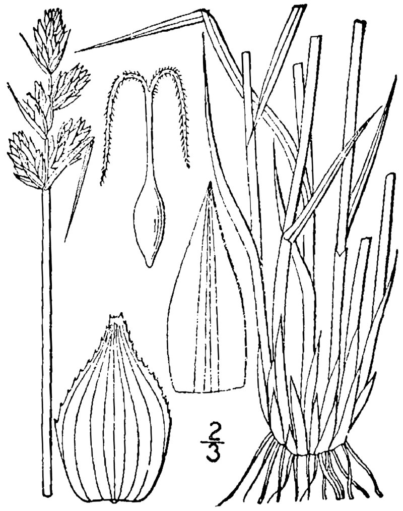 Lesser Brown Sedge