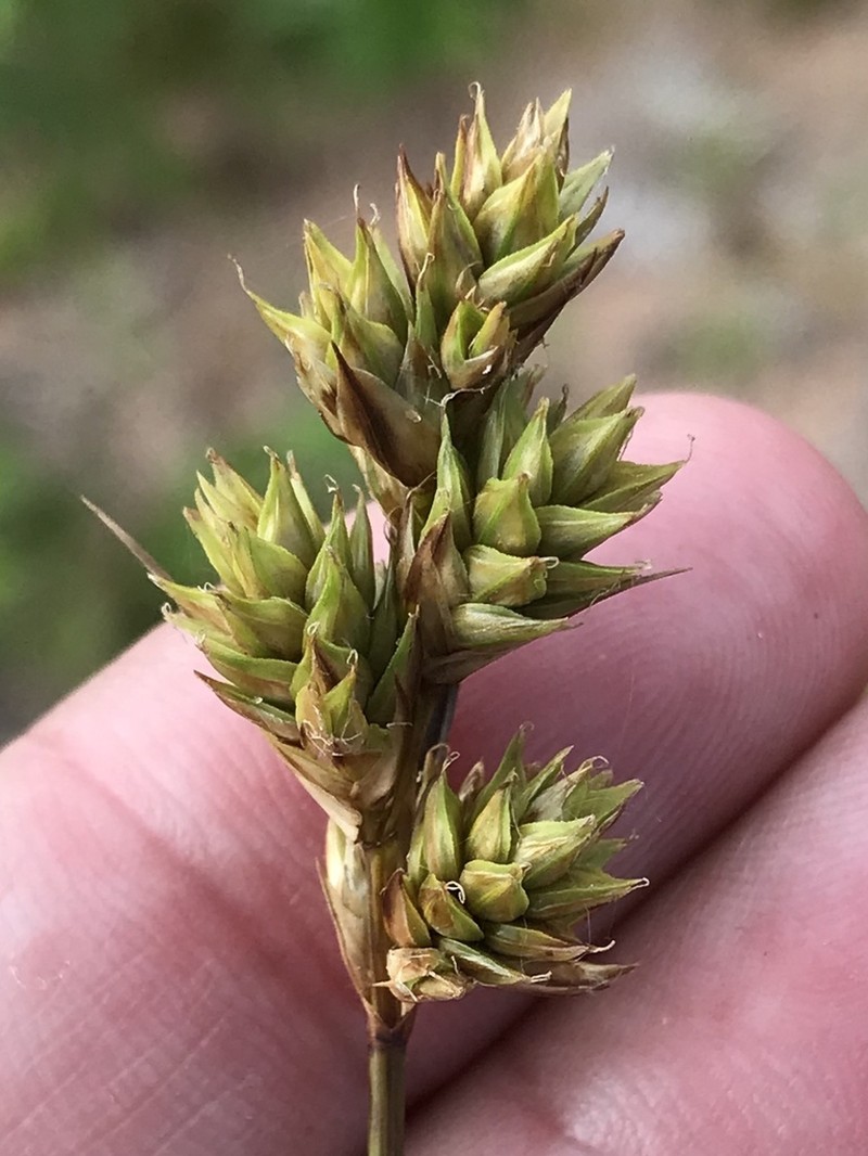 Lesser Brown Sedge photo 5