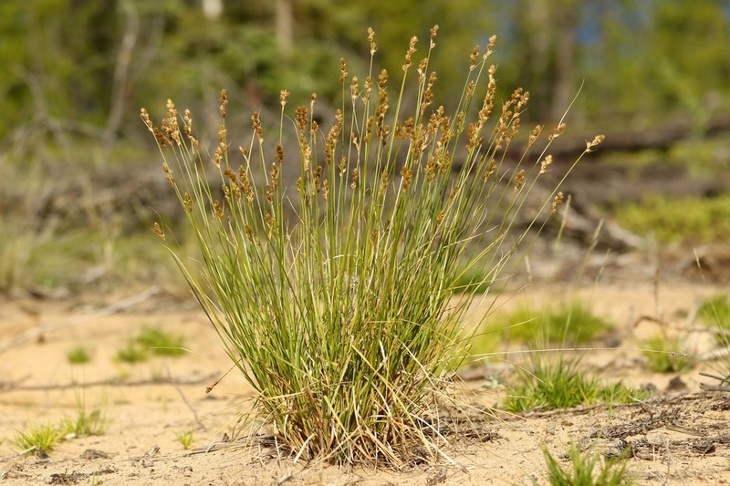 Lesser Brown Sedge photo 7