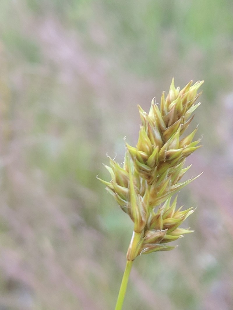 Lesser Brown Sedge photo 8