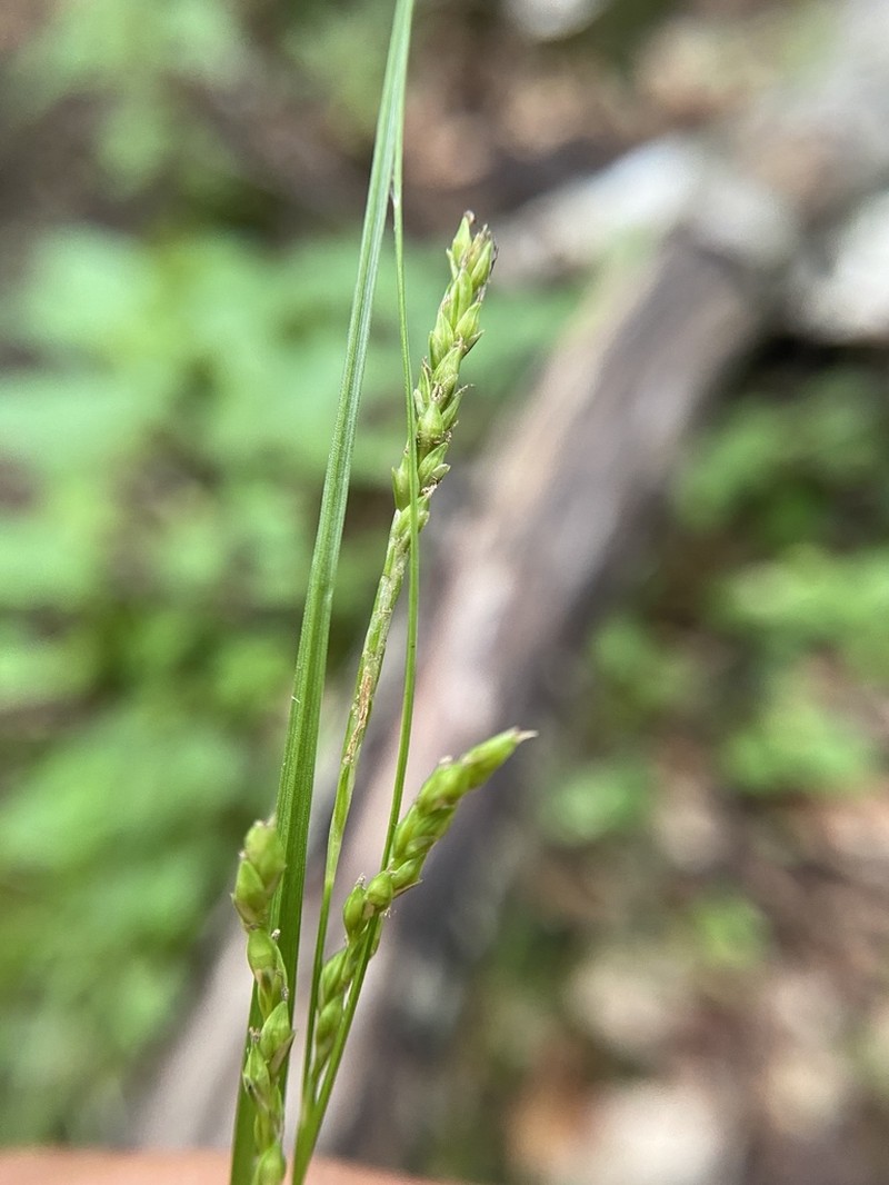 Summer Sedge photo 5