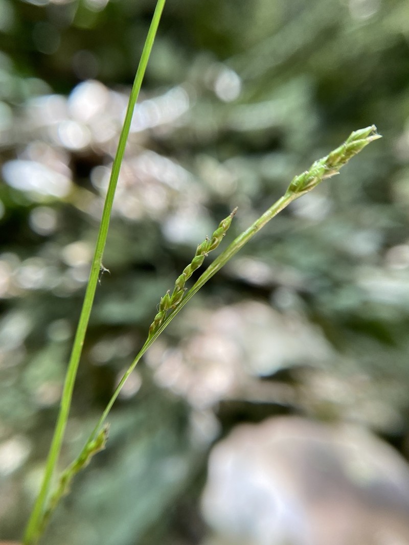 Summer Sedge photo 7