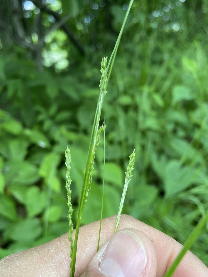 Summer Sedge photo 8