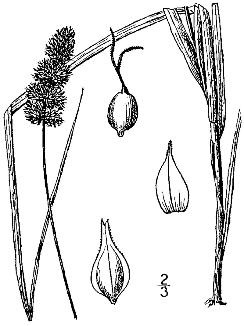 Glomerate Sedge