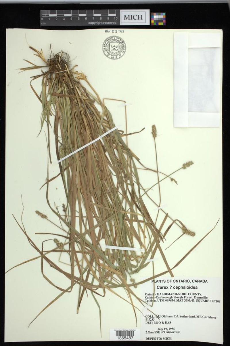 Glomerate Sedge photo 3