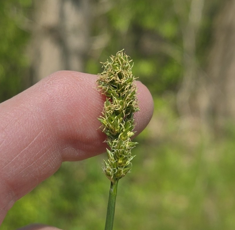 Glomerate Sedge photo 4