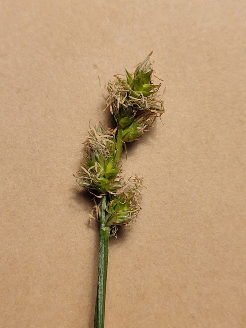 Glomerate Sedge photo 5