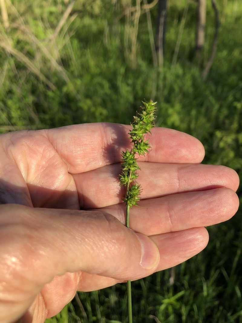 Glomerate Sedge photo 6