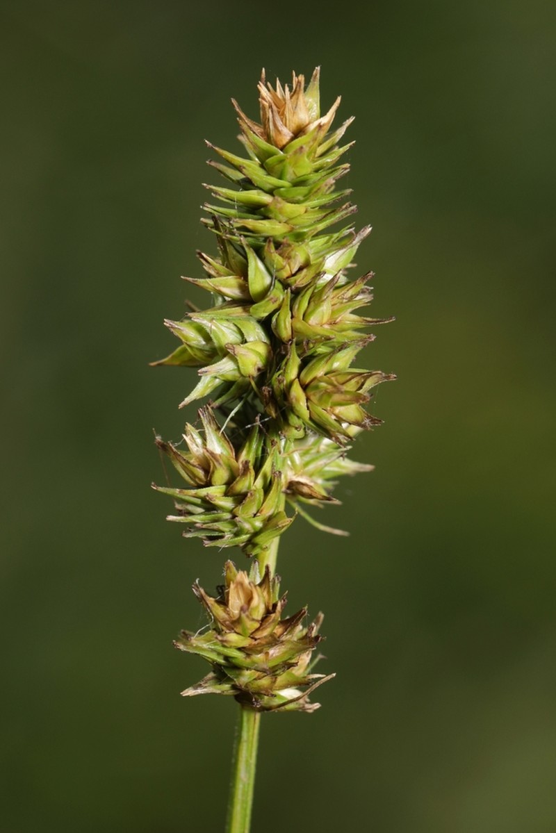Glomerate Sedge photo 7