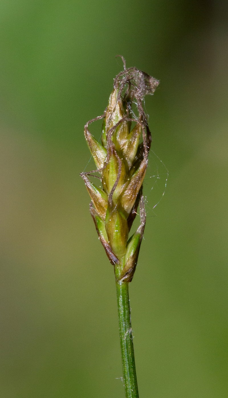 Carex alascana photo 2