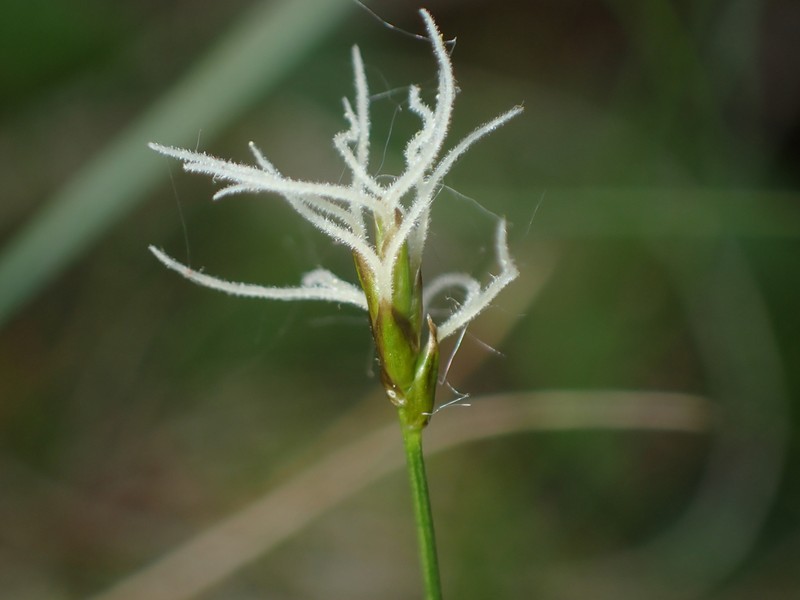 Carex alascana photo 3