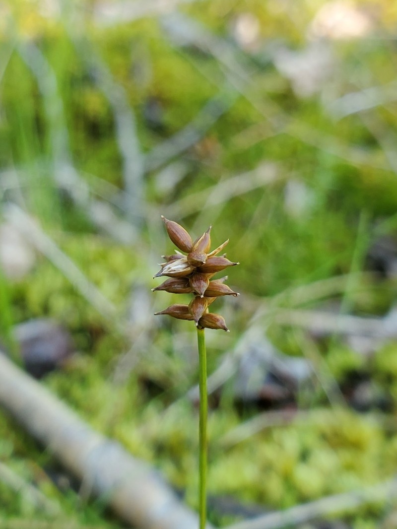 Carex alascana photo 4