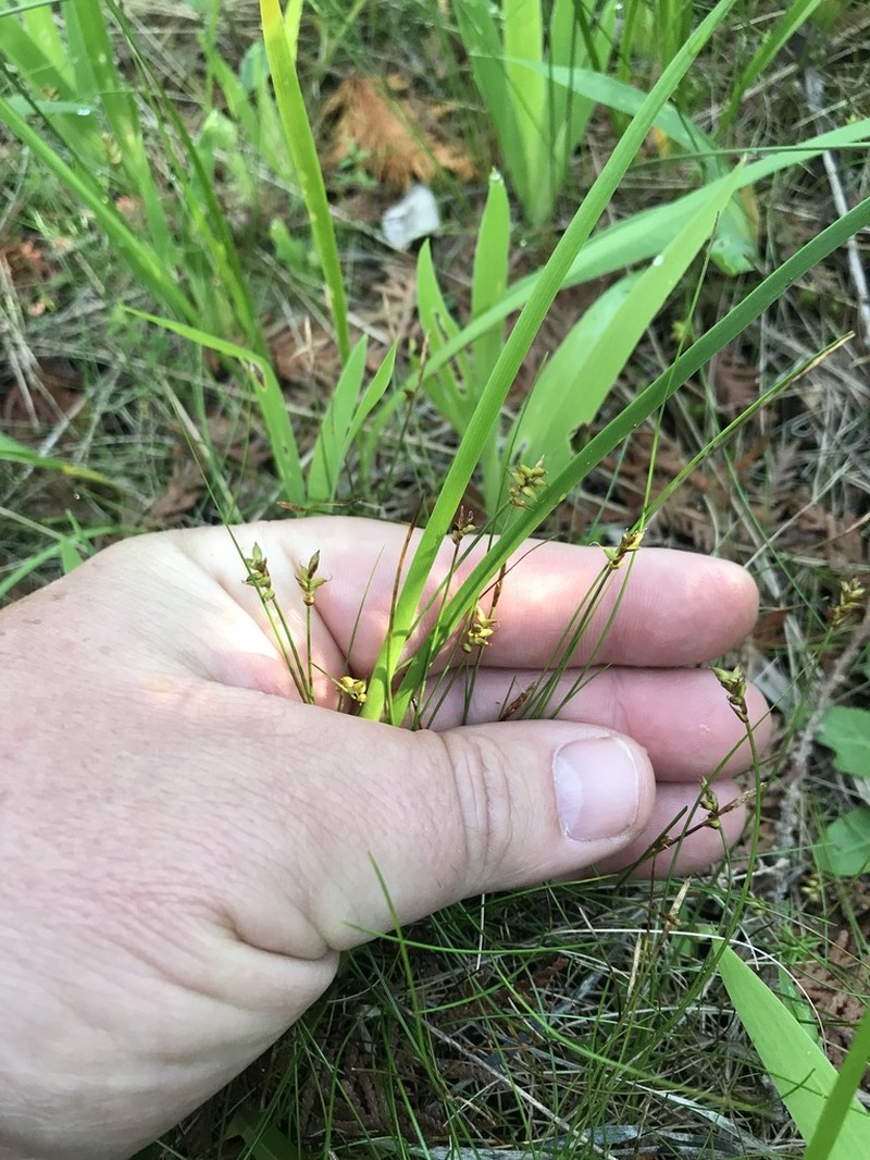Carex alascana photo 5
