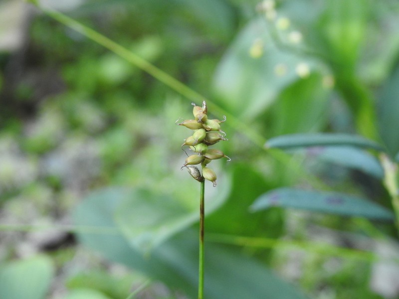 Carex alascana photo 6