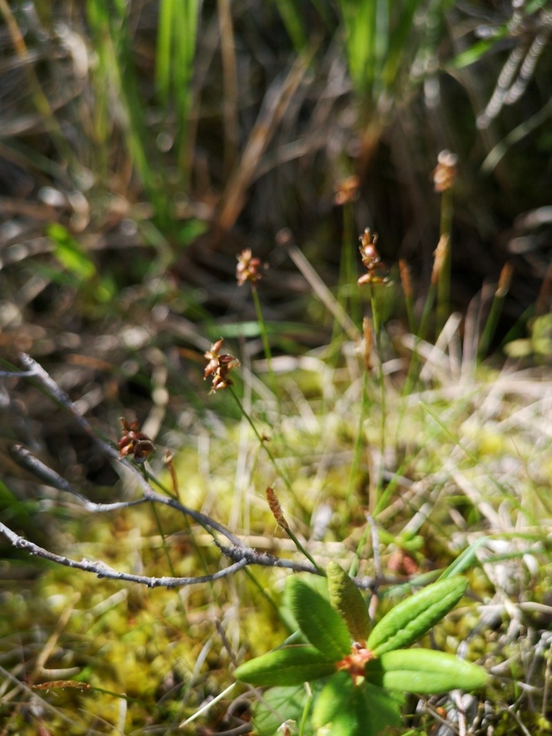 Carex alascana photo 7