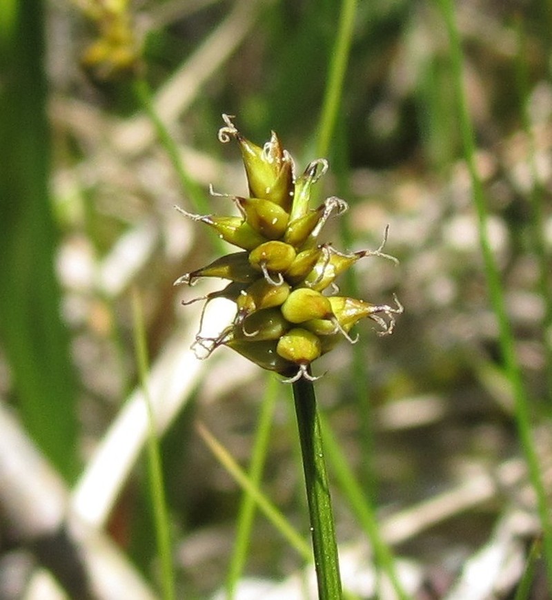 Carex alascana photo 8