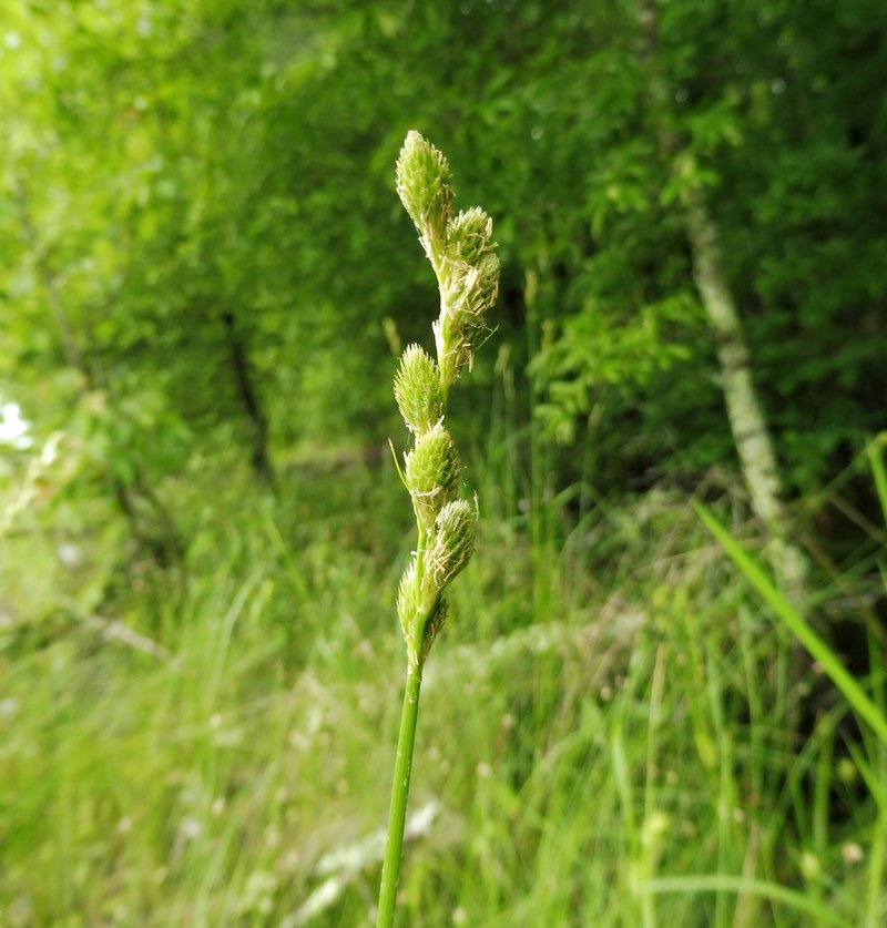 Broadwing Sedge