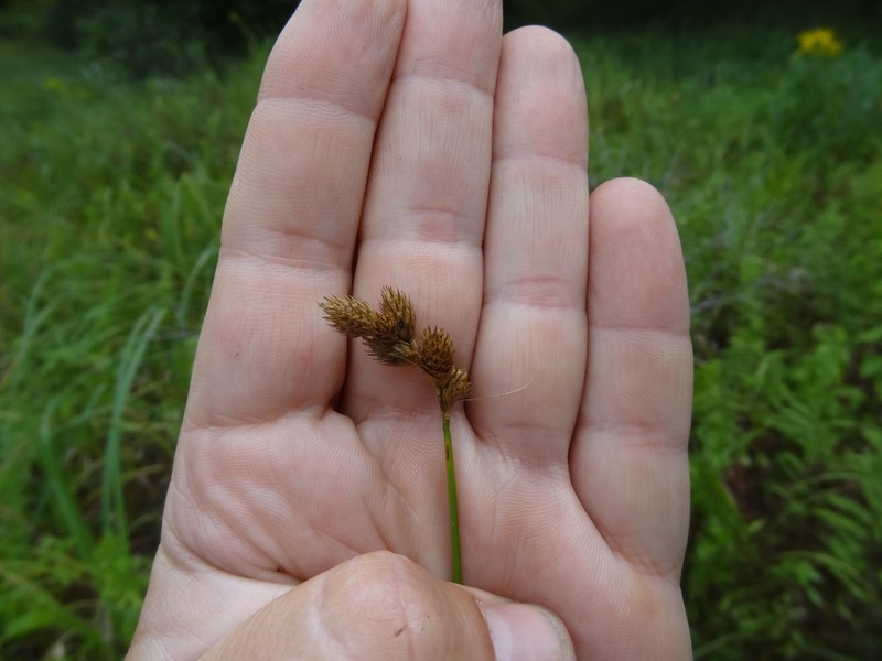 Broadwing Sedge photo 3