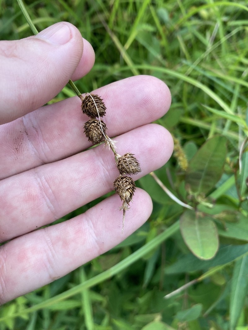 Broadwing Sedge photo 4