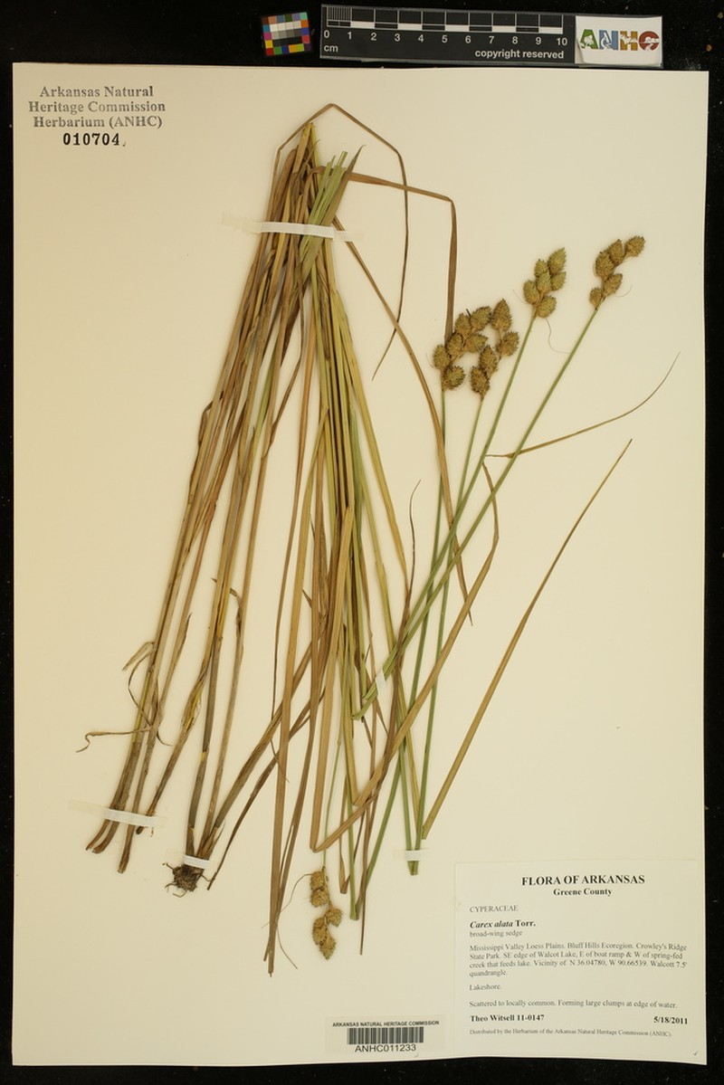 Broadwing Sedge photo 5