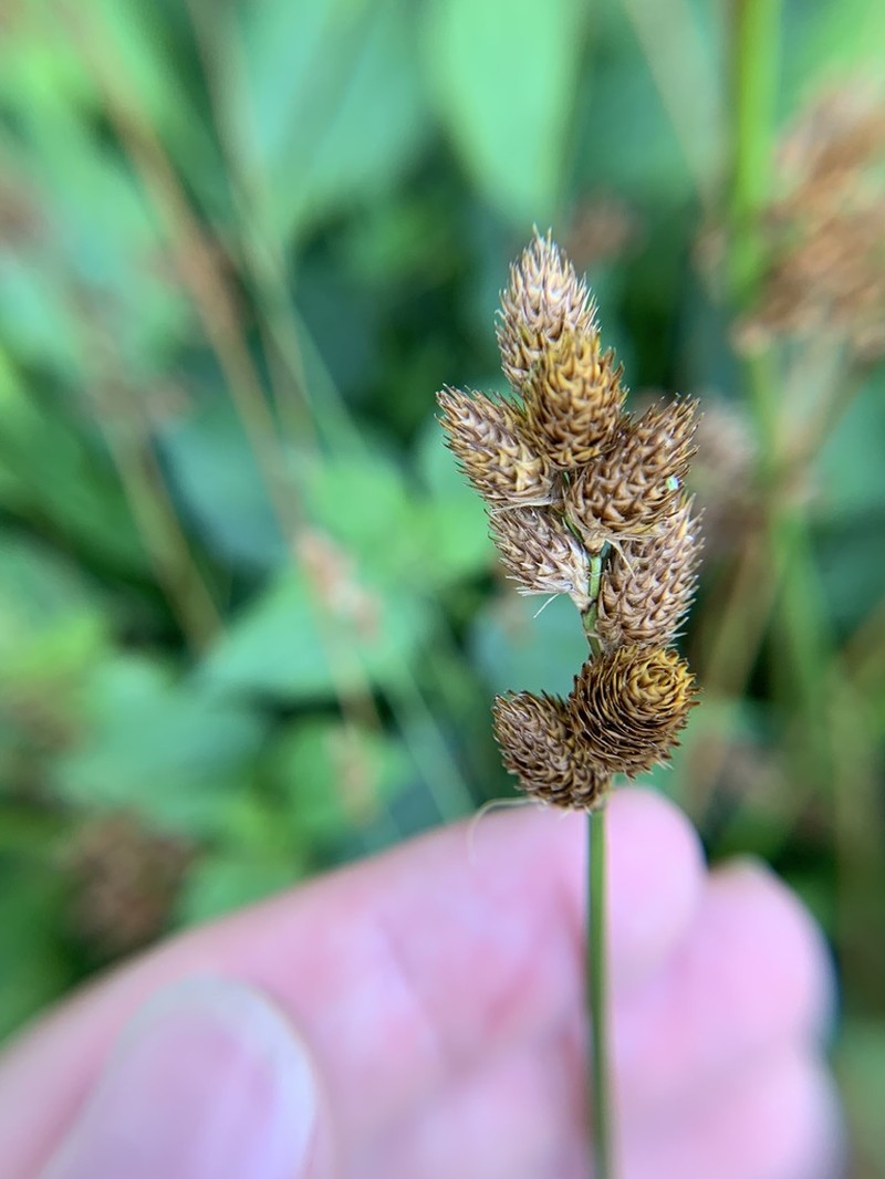 Broadwing Sedge photo 7