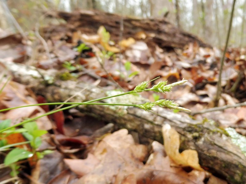 Whitetinge Sedge