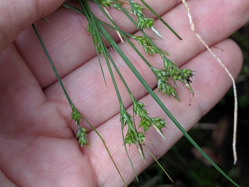 Whitetinge Sedge photo 2