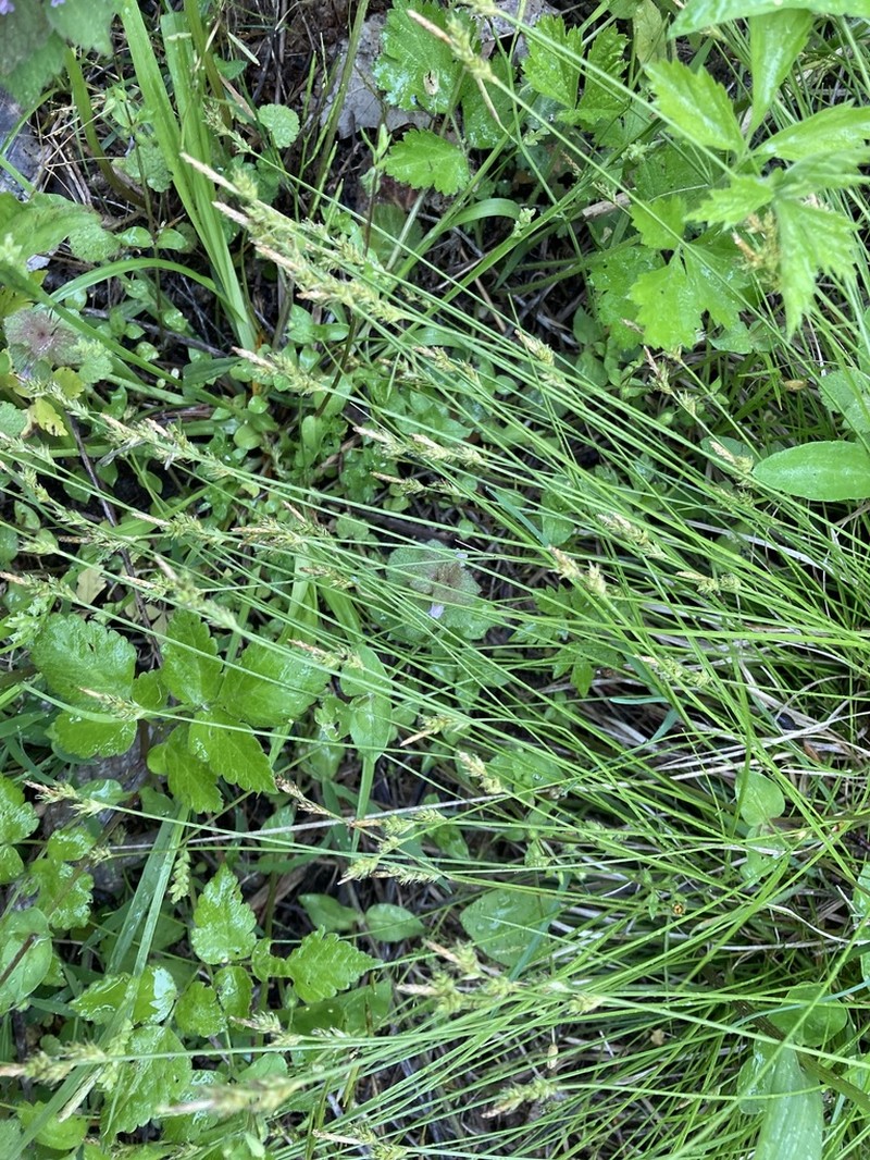 Whitetinge Sedge photo 3