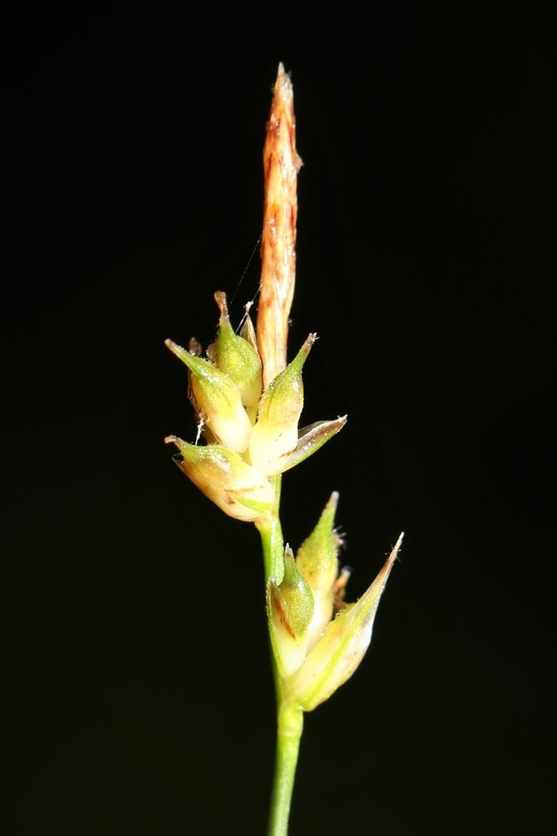 Whitetinge Sedge photo 4